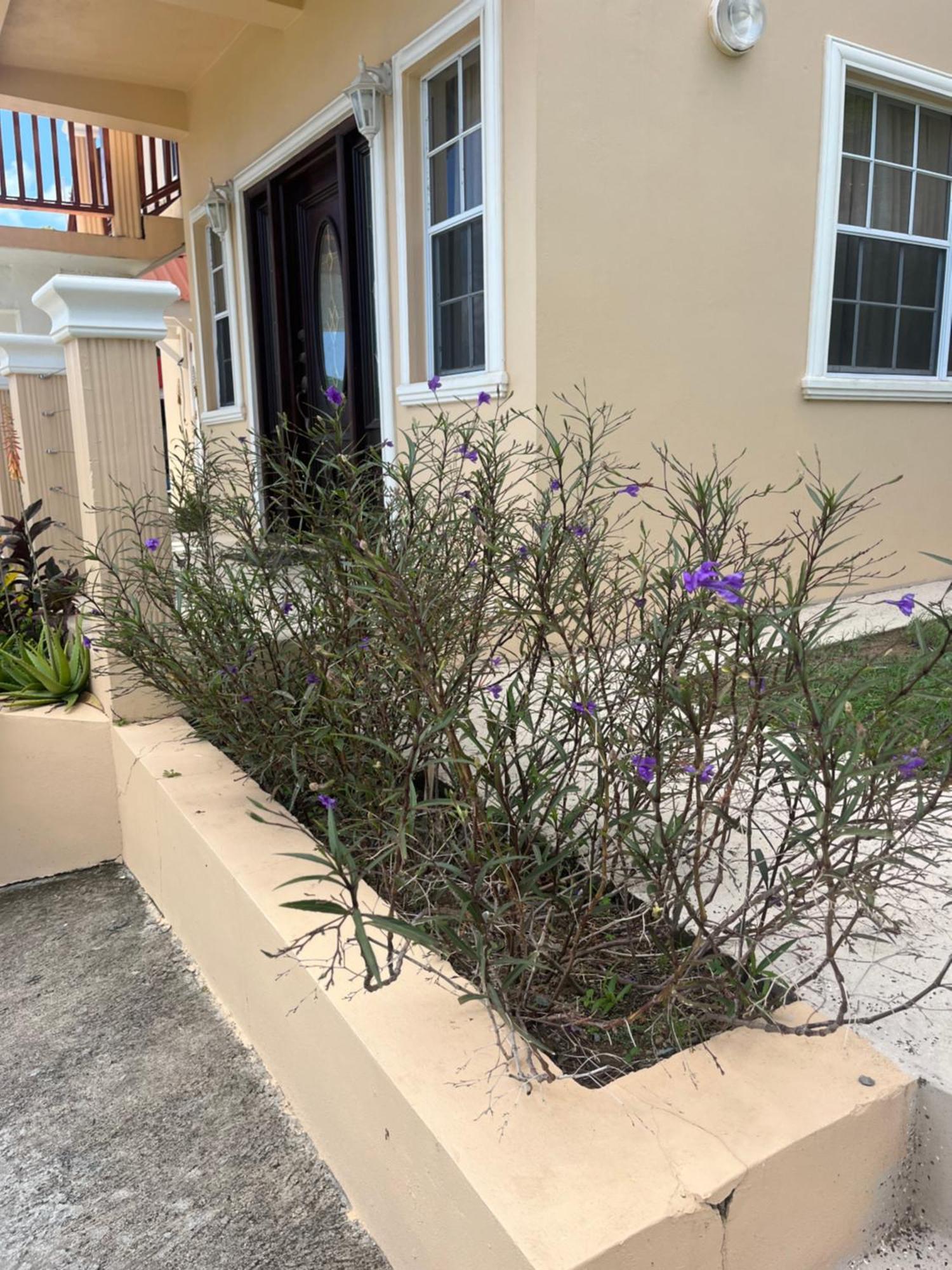 Apartmán Belle Breeze Haven Gros Islet Exteriér fotografie